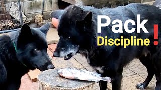 Alpha Dog Disciplines Pack Over RAW Food - Pack Feeding