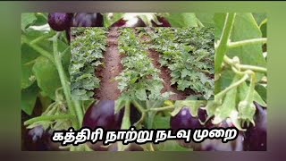 கத்திரி நாற்று நடவு முறை