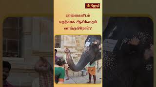 யானைகளிடம் எதற்காக ஆசிர்வாதம் வாங்குகிறோம்? | Gaja pooja | Jothitv