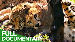 Big Cats - Fastest Hunters of the Serengeti | Free Documentary Nature