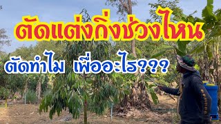 ตัดแต่งกิ่งช่วงไหน ตัดทำไม ตัดเพื่ออะไร#ทุเรียน #ปลูกทุเรียนภาคอีสาน #ทุเรียนเล็ก#ตัดแต่งกิ่งทุเรียน