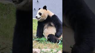 聪明伶俐的润小玥！奶爸，你胖闺女早就发现你了！#panda #大熊猫润玥