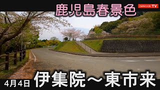 薩摩焼の里　美山　 桜の名所　城山公園  内之田池公園　 伊集院　東市来　鹿児島　おまかせテレビ　　2023年4月4日