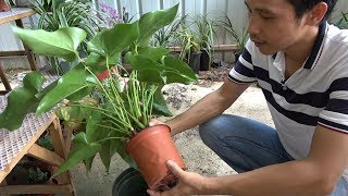 Anthurium-給紅掌換盆，方法對了“毫發無損”，開花多