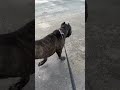 UPDATE ON BARKBROS… 🙏😎 #canecorso #trending #funnydogs #shorts