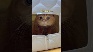 隠れ家を襲撃される気の毒な猫… #shorts