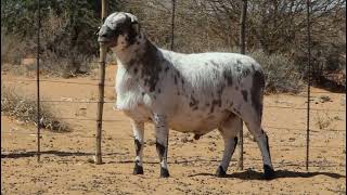 Klaargoud Boerdery: Lot 36 Bruiser (2 Okt 2024 Bloemfontein)