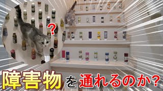 猫は敷き詰められた障害物(絵具)を倒さずに歩くことができるのか?【アメリカンカール子猫】Can cats avoid obstacles?【American curl kitten】