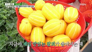 지금 계절에 딱! 달고 시원한 참외! MBN 210428 방송