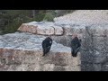 condors of the grand canyon