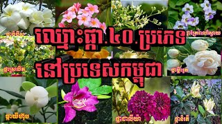 #មកស្គាល់ផ្កា40ប្រភេទនៅប្រទេសកម្ពុជាទាំងអស់គ្នា