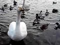 12 11 25 01大塚池公園のハクチョウ白鳥スワンswans