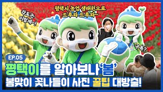 🌷 꽃 만개~ 평택이 웃음도 만개! 평택이와 꽃나들이 떠나자 Ι 평택 테마기행