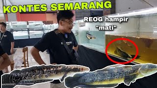 kontes channa semarang 