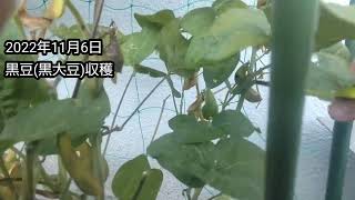 2022年11月6日黒豆(黒大豆)収穫します。「福朗学校野菜栽培学」