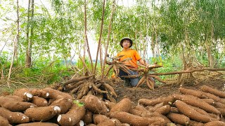 Cassava Farming Success - Harvest, Market Sales, and Building a Family Farm