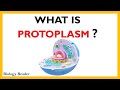 Protoplasm | Definition, Diagrams, Components, Properties and Functions