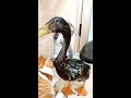 貓鴨對決 duck fight with cat memes memesdaily shorts