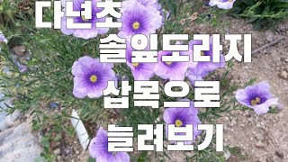 다년초 삽목으로 늘여보기