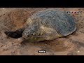 হঠাৎ লাখ লাখ কচ্ছপ উঠে আসছে সমুদ্র সৈকতে turtle sea kalbela