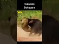 Reagiu ao Ataque e Venceu! Natureza Selvagem Inscreva-se no Canal #wildlife #animals