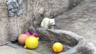 旭山動物園　ホッキョクグマ赤ちゃん　5/23 Polar bear baby