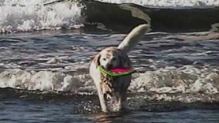 Bailey Memorial Video 0001