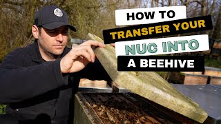 How To Transfer A Nuc Into A Beehive