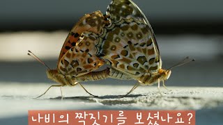 나비의 짝짓기 시도장면을 만났어요.