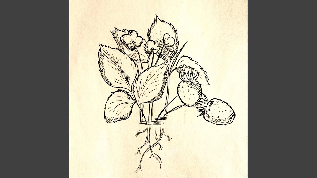 Strawberries Youtube