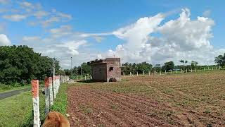 Close to ChamarajaNagara To Gundlupet Highway and Village Attached 3acre Tar Road Farm Land For Sale