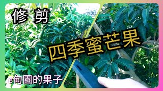 「四季蜜芒果」太久沒整理了，有夠雜亂！剪剪剪~ 2022年12月10日