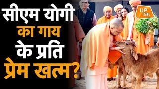 Banda की गौशाला में ठंड और भूख से 25 गायों की मौत