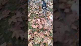 շների զբոսանք /dog walker / выгул собак/Armenia/Lucy