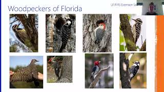 Wild Sarasota: Woodpeckers of Florida (webinar)