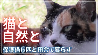 【保護猫たちと田舎暮らし】癒しの音楽と共に♪自由な6ニャンと自然の風景