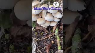 Wild Mushroom,เห็ดป่าในต่างแดน#short