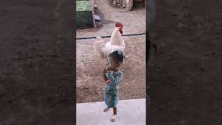 Ayam kentut keluar anak kecil wah hebat banget 😍