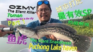 Part 1 Puchong lake haven the giant snakehead toman fishing hunting #toman #fishing