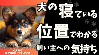 犬の寝ている位置でわかる飼い主への気持ち