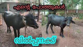 എന്റെ പോത്തുകൾ വിൽപ്പനക്ക് Buffalofamig #Anwarkeralapothvalarthal #shojiravi #pappayavlog