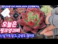 24.10.29 🌸핑크양귀비 아델군생 화이트엔젤 멜리오다스 앙떼떼 성영철화🌸 꽃동산다육 010 3939 4304 전국택배가능 유료광고포함