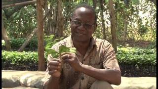 How to prepare Coffee Plantlets from Cuttings