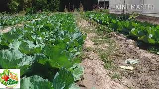 ทำไมเราต้องกินกะหล่ำปีออแกนิคกันด้วย มาฟังเหตุผลกันจร้า (Organic cabbage)