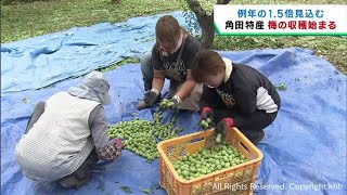 肉厚で大粒　宮城・角田市で特産の梅の収穫が始まる