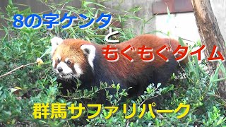 20.10 群馬サファリパーク レッサーパンダ 8の字ケンタ と もぐもぐタイム