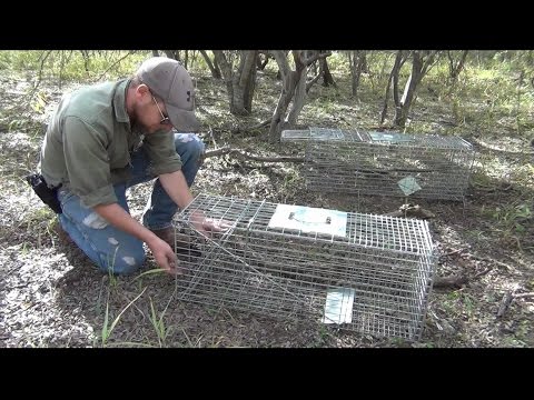 How to Set and Assemble a Humane Large Animal Trap How to Set and Assemble a Humane Large Animal Trap