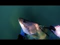 EP18 - Barramundi - Spearfishing Barramundi tips and tricks. Spearing the coast of Mackay QLD