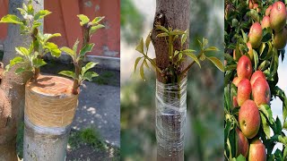 Benefits of grafting versus growing from seeds