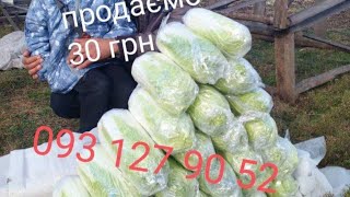 Пекінка,на продаж